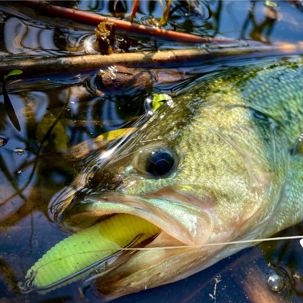 Cast&Catch SCREW-LOCK Weedless - Fishing Hook Weedless บทวิจารณ์และราคา